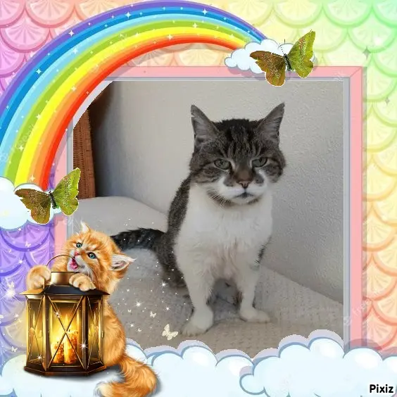 Condolence image of Tanja mit Timmy im Herzen 