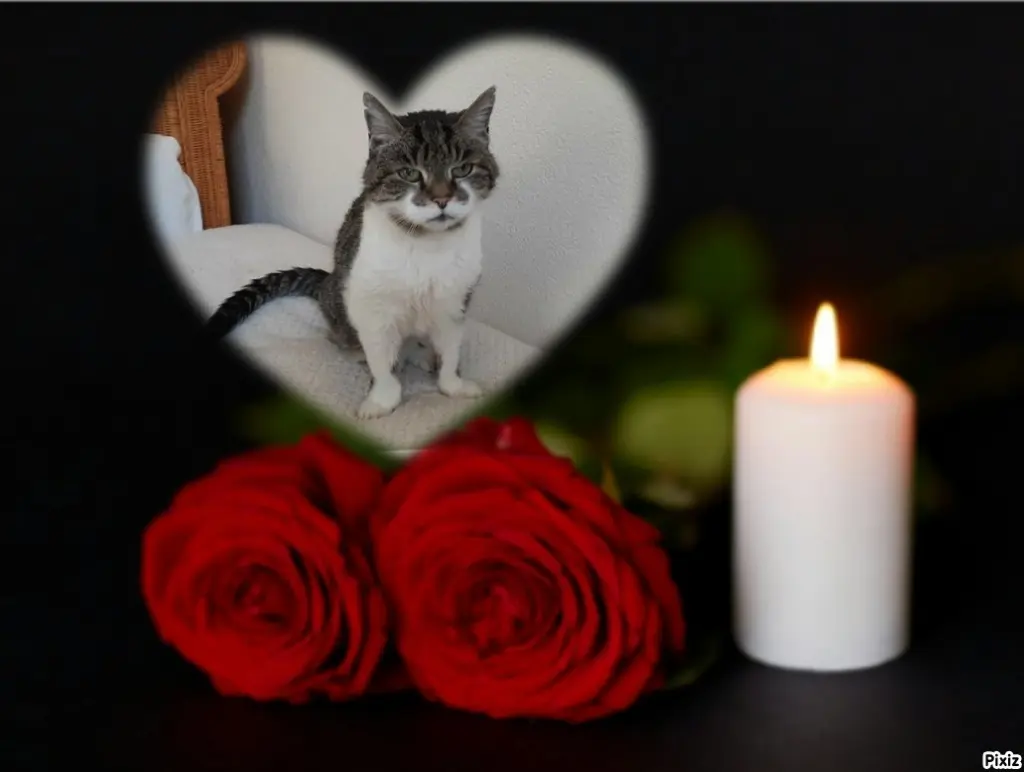 Condolence image of Tanja mit Timmy im Herzen 