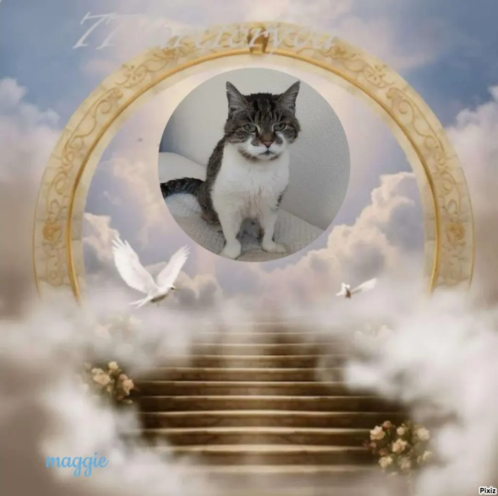 Condolence image of Tanja mit Timmy im Herzen 