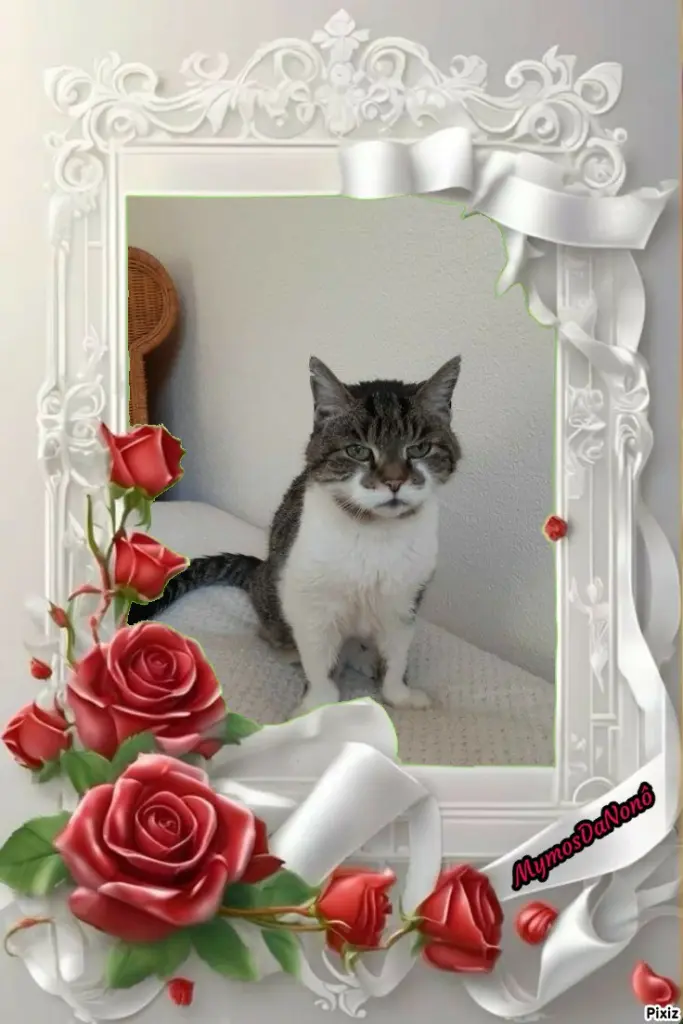 Condolence image of Tanja mit Timmy im Herzen