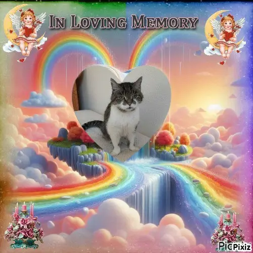 Condolence image of Tanja mit Timmy im Herzen