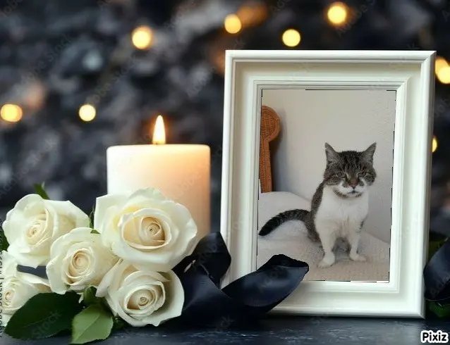 Condolence image of Tanja mit Timmy im Herzen