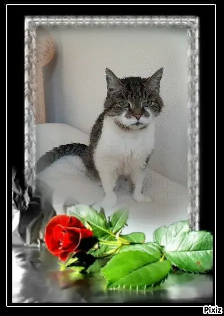 Condolence image of Tanja mit Timmy im ❤