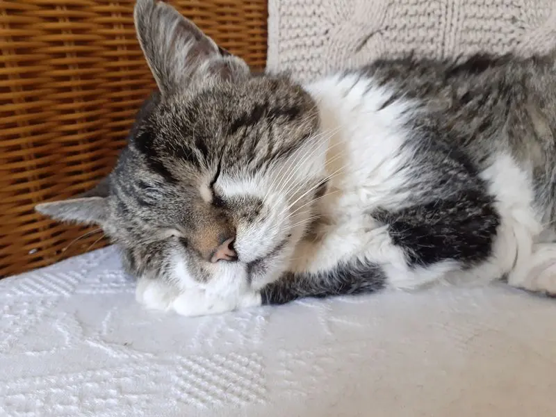 Andachtsbild von Andrea mit Minki im ❤ gest.19.10.2020