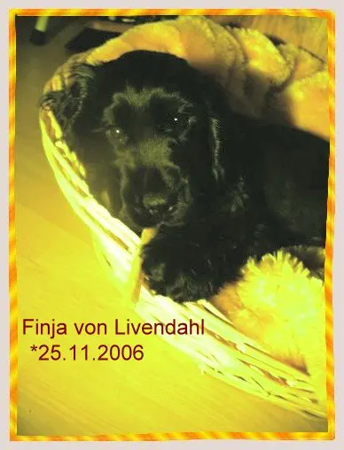 Image from Finja