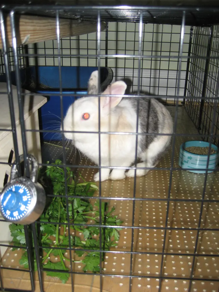 Image from Gretel