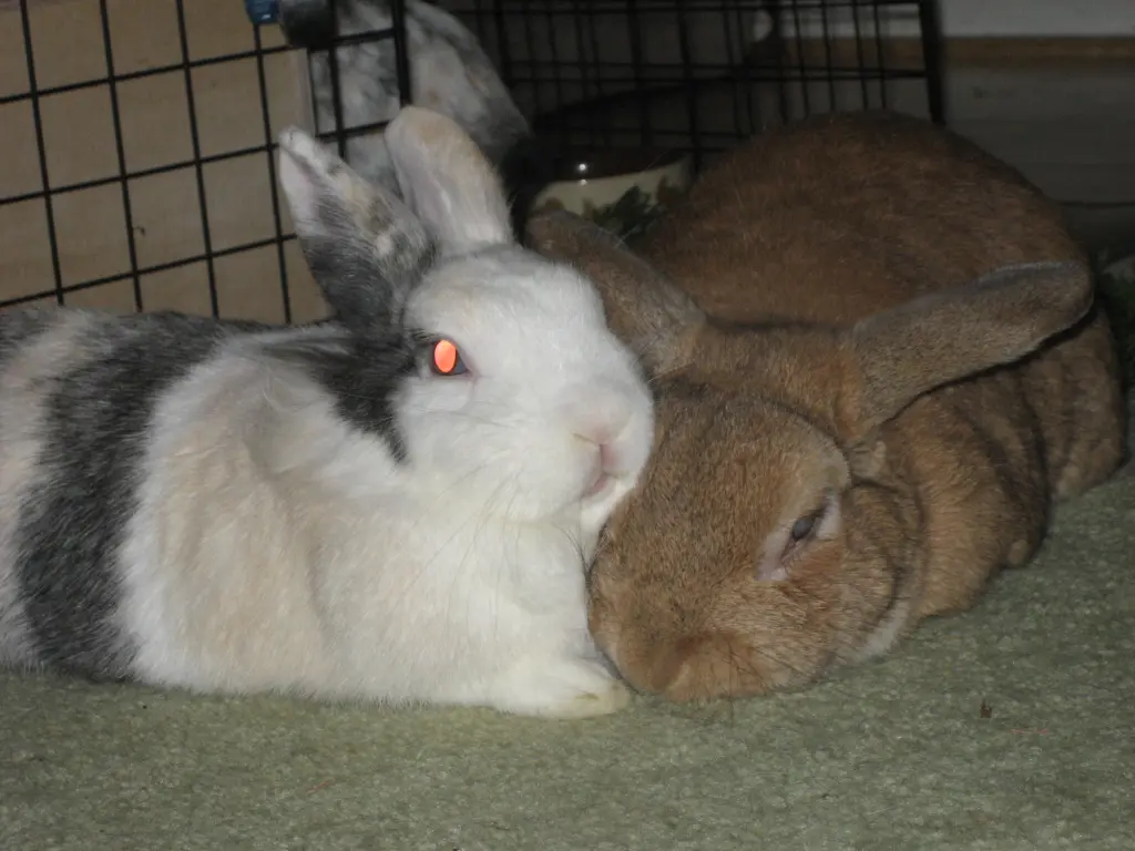 Image from Gretel