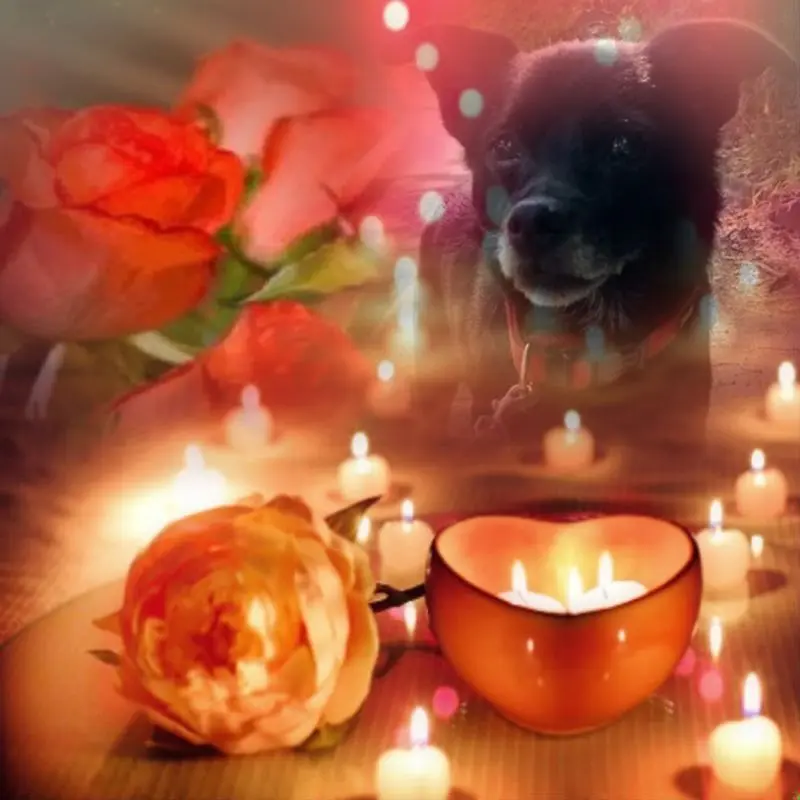 Condolence image of ❤️❤️❤️❤️❤️❤️❤️❤️❤️❤️❤️❤️❤️❤️