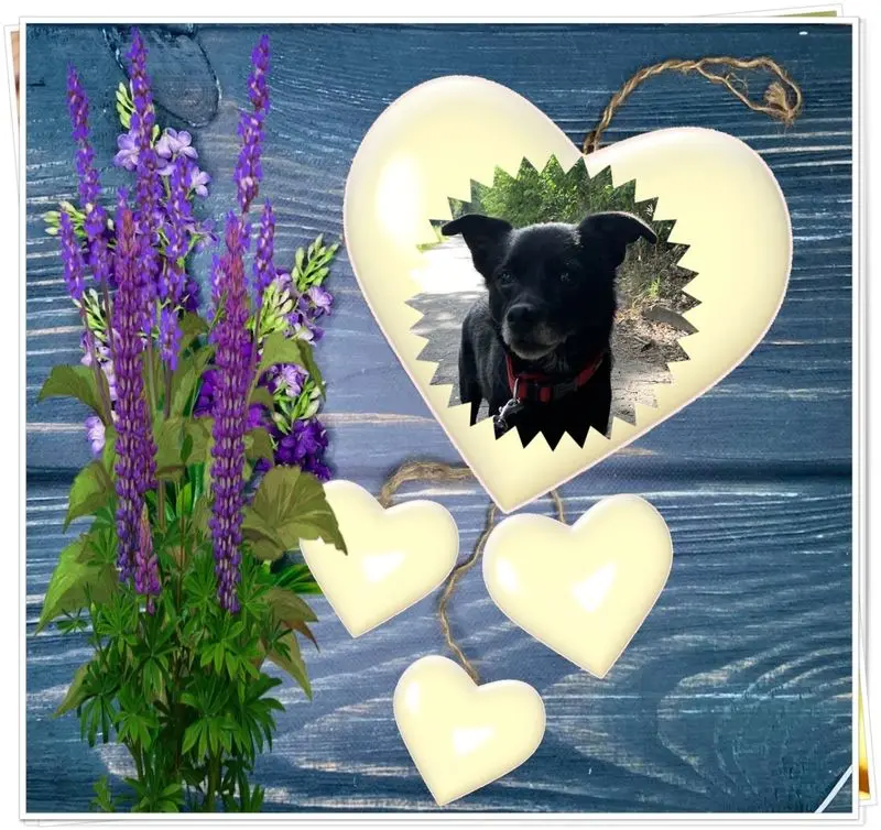 Condolence image of Dzień Dobry Misiu❤️