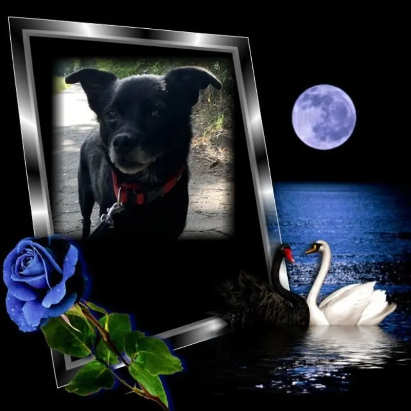 Condolence image of Dobrej Nocki❤️
