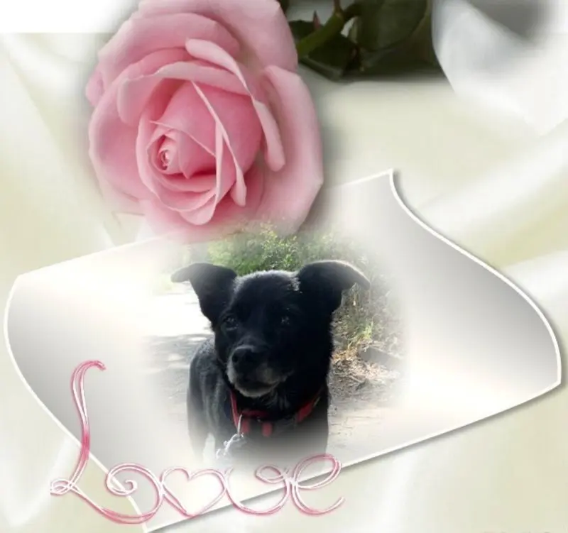 Condolence image of ❤️Dzień Dobry Misiu❤️