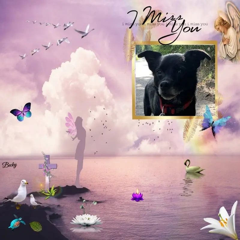 Condolence image of Dzień Dobry Misiu❤️