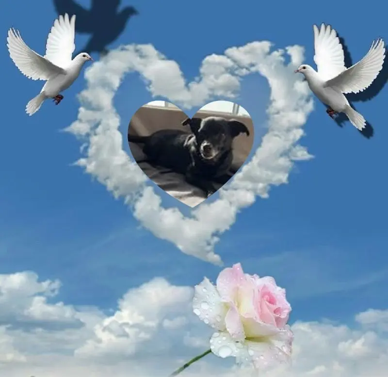 Condolence image of Dobrej Nocki❤️❤️❤️Misiu❤️