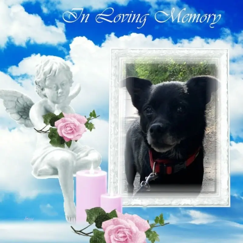 Condolence image of Dzień Dobry Misiu❤️