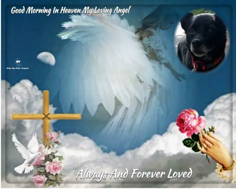 Condolence image of Dzień Dobry Misiu❤️