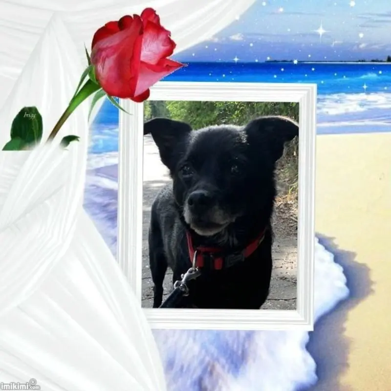 Condolence image of Dzień Dobry Misiu❤️