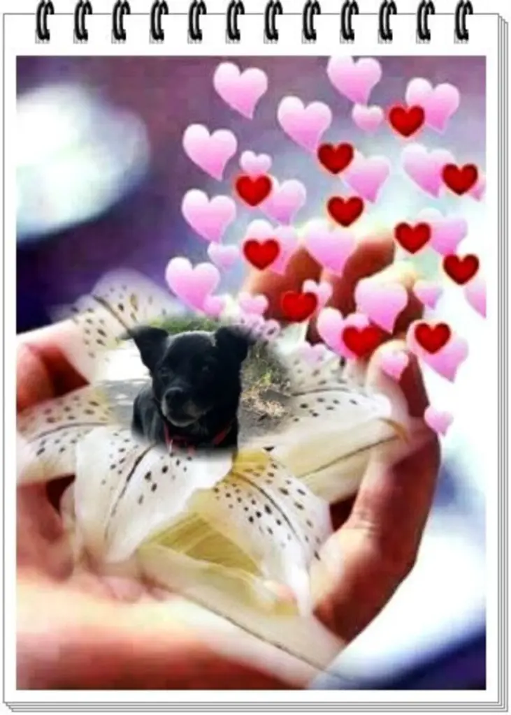 Condolence image of Dzień Dobry Misiu❤️