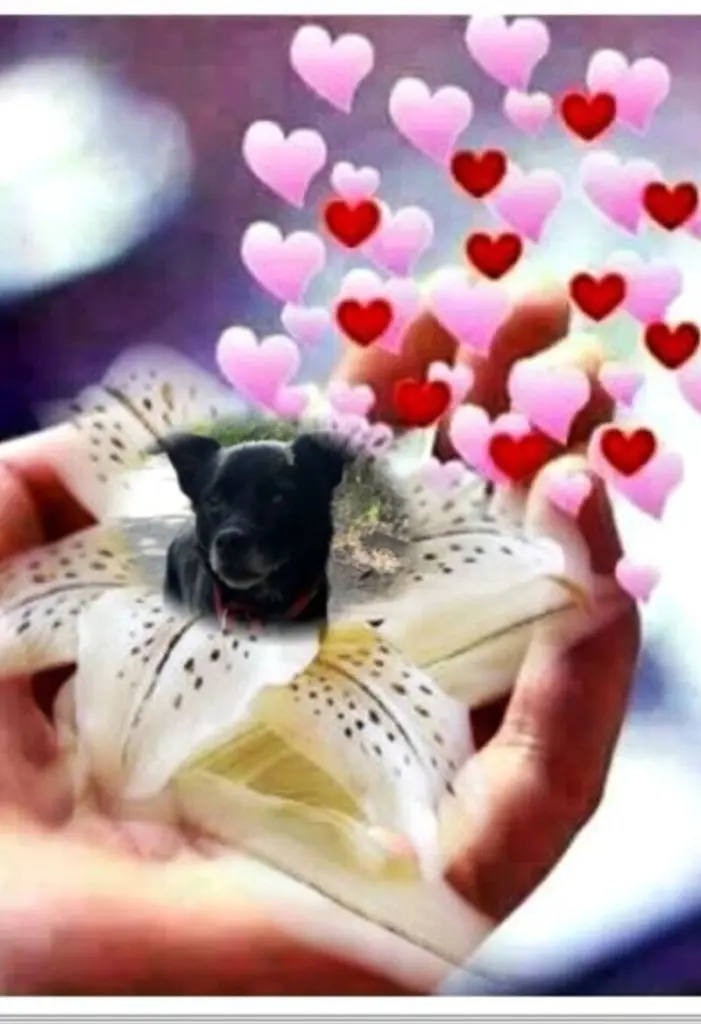 Condolence image of GOSIA