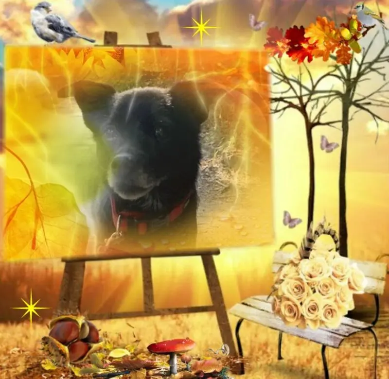 Condolence image of Dzień Dobry Misiu❤️