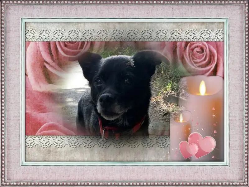 Condolence image of Dzień Dobry Misiu❤️
