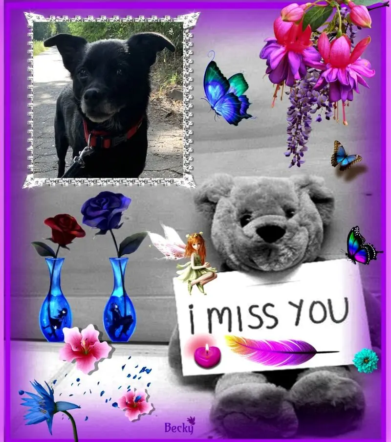 Condolence image of Dzień Dobry Misiu❤️