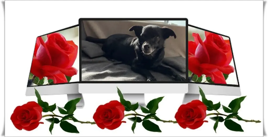 Condolence image of Niedzielne❤️❤️❤️Róże❤️❤️❤️❤️❤️❤️❤️