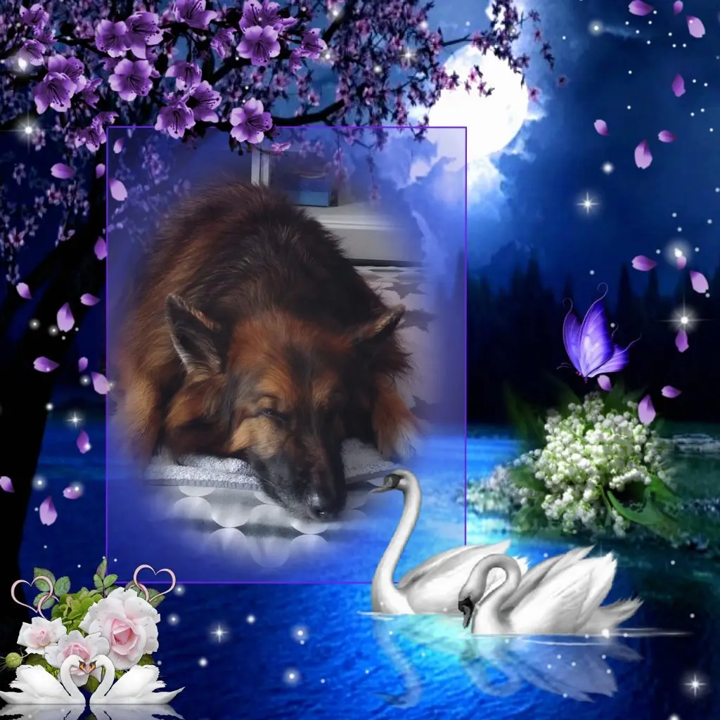 Condolence image of Dobrej Nocki❤️❤️❤️❤️❤️❤️mój Ukochany❤️❤️❤️❤️❤️❤️Misieńku❤️❤️❤️