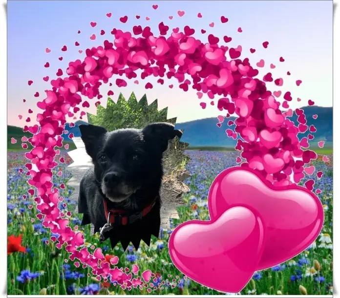 Condolence image of Dzień Dobry❤️❤️❤️Misiu❤️