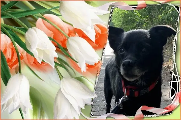 Condolence image of Niedzielne❤️Róże❤️❤️❤️❤️❤️❤️❤️