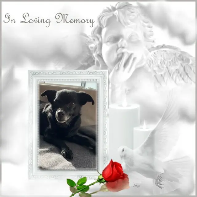 Condolence image of 1.Sternchen❤️ Gedenktag❤️