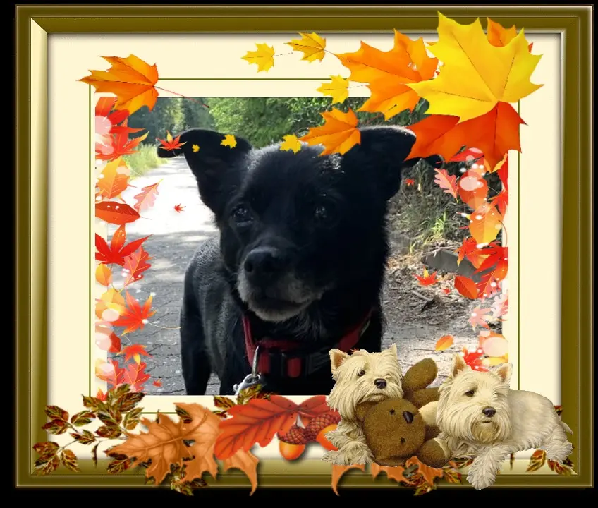 Condolence image of Niedzielne❤️Róże❤️❤️❤️❤️❤️❤️❤️