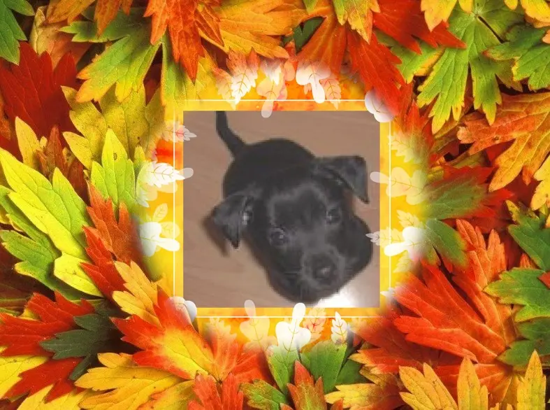 Condolence image of Dzień Dobry❤️❤️❤️Misiu❤️