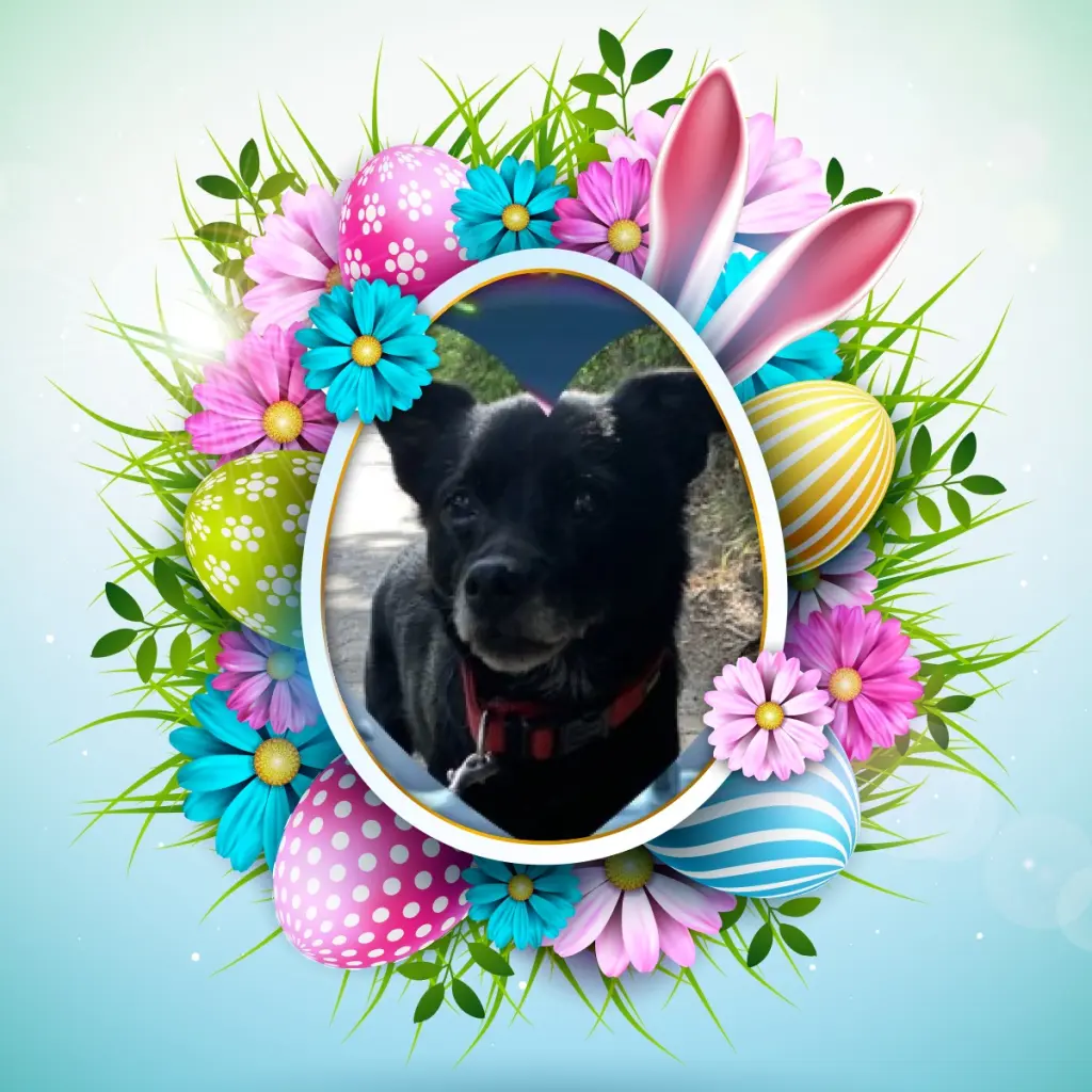Condolence image of Piękne Róźyczki❤️❤️❤️❤️❤️❤️❤️❤️❤️❤️❤️dla Misieńka❤️⭐️