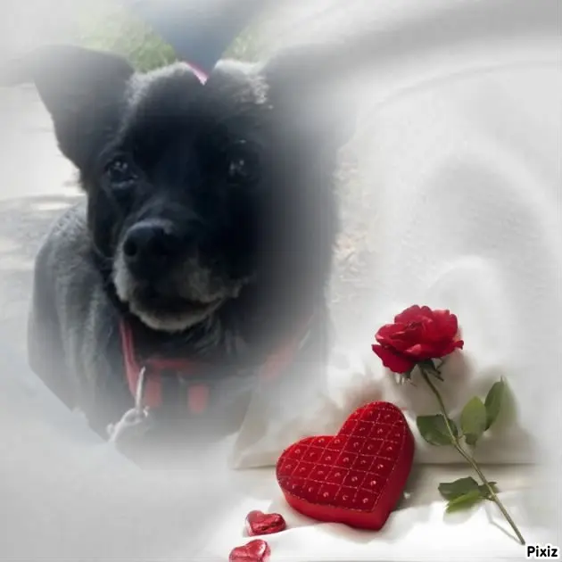 Condolence image of Dzień Dobry❤️❤️❤️Kochany❤️❤️❤️❤️❤️❤️Misiu❤️⭐️