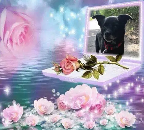 Condolence image of Sobotnie❤️Różyczki❤️❤️❤️❤️dla Misieńka❤️