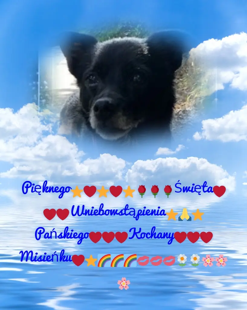 Condolence image of Piękne Róźyczki❤️❤️❤️❤️❤️❤️❤️❤️❤️❤️❤️dla Misieńka❤️⭐️