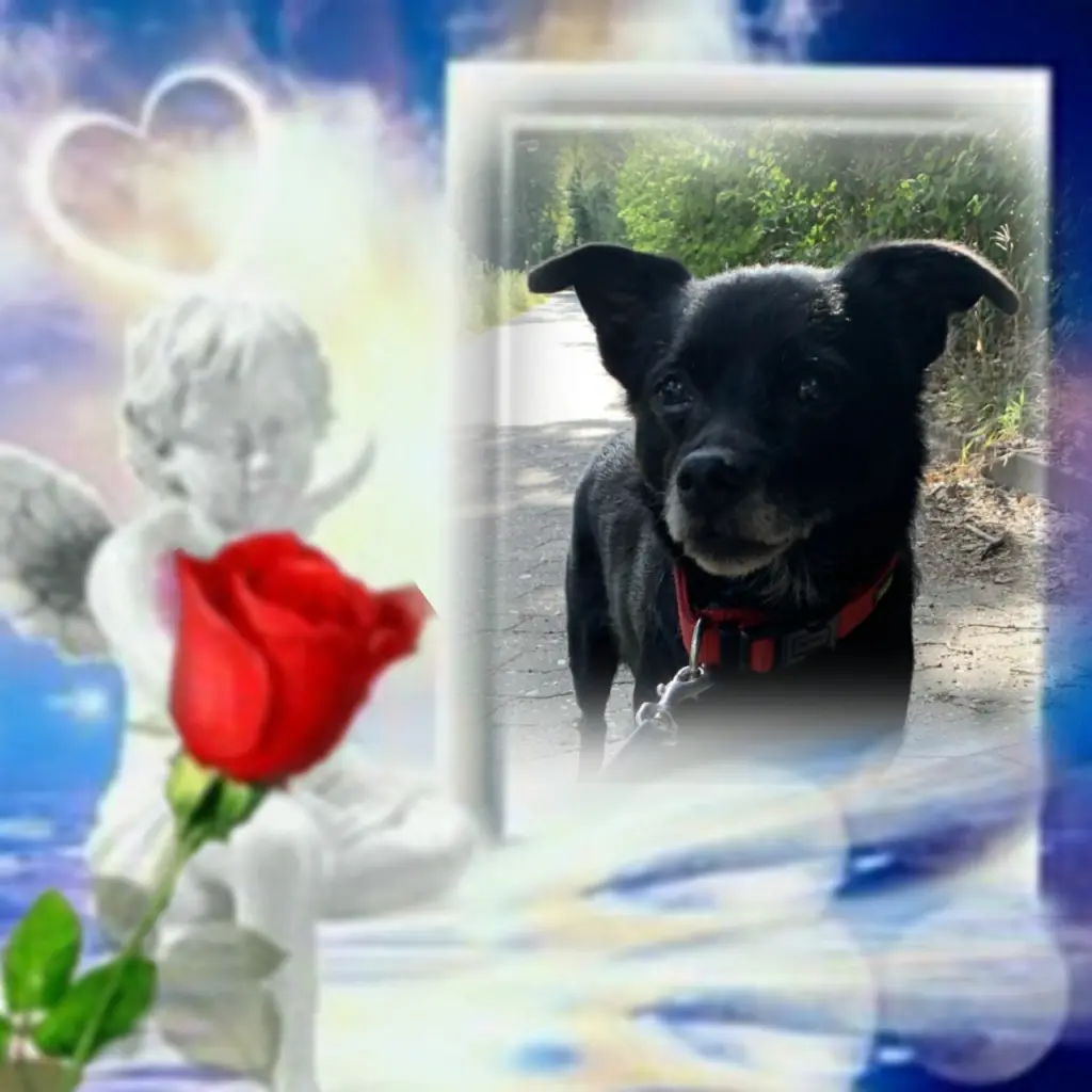 Condolence image of Ewa & Krzysztof mit Jacki tief im Herzen ❤
