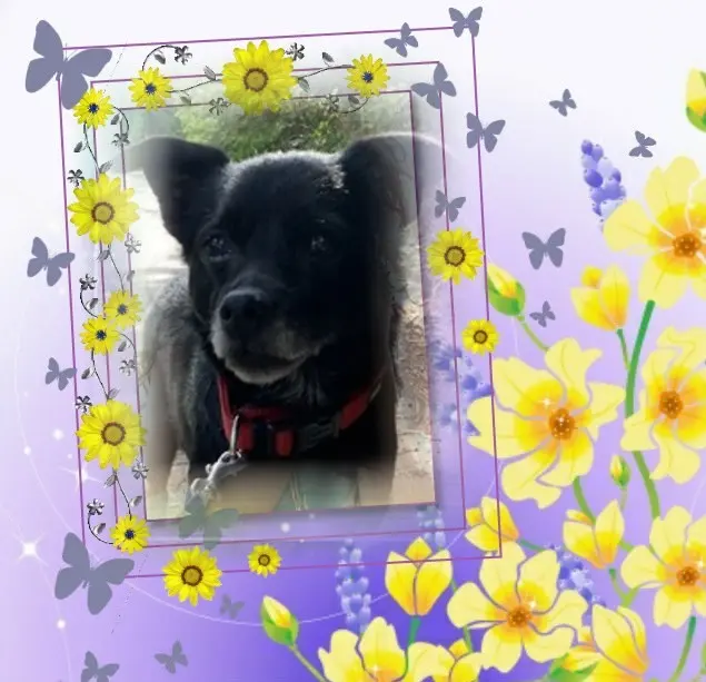 Condolence image of Niedzielne❤️Róże❤️❤️❤️❤️❤️❤️❤️