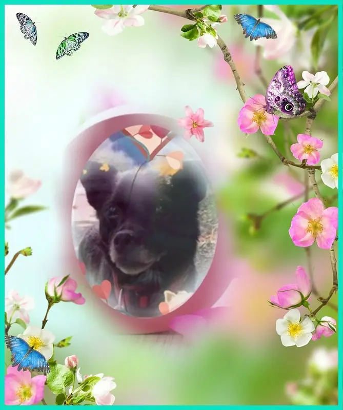 Condolence image of Różyczki❤️❤️❤️❤️❤️❤️❤️dla Misieńka❤️⭐️