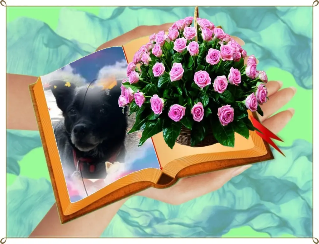 Condolence image of Niedzielne Różyczki❤️❤️❤️❤️❤️❤️dla Misia❤️⭐️
