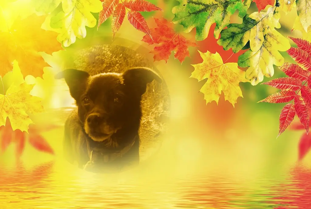 Condolence image of Niedzielne❤️Różyczki❤️❤️❤️dla Misia❤️