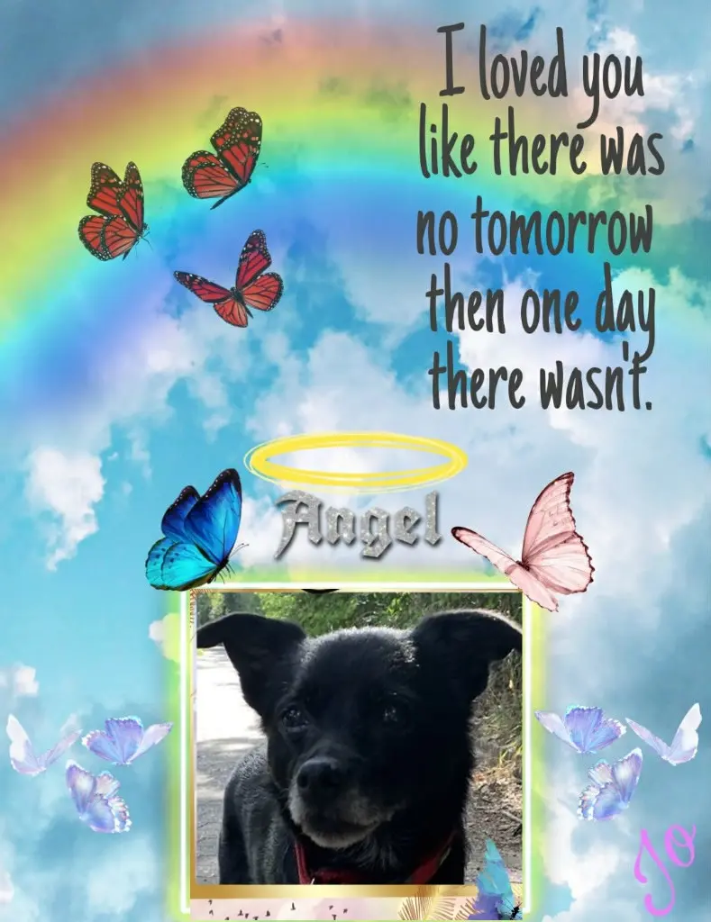 Condolence image of Niedzielne❤️Róże❤️❤️❤️❤️❤️❤️❤️