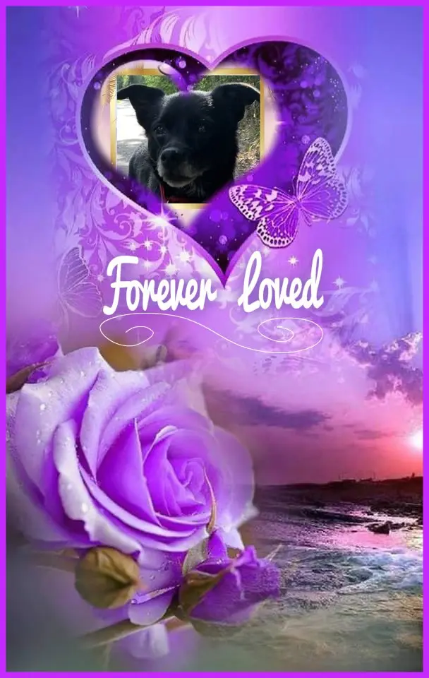 Condolence image of Piękne Róźyczki❤️❤️❤️❤️❤️❤️❤️❤️❤️❤️❤️dla Misieńka❤️⭐️