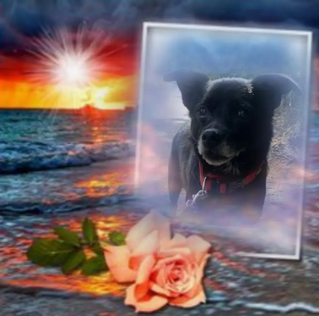 Condolence image of Dla Misia❤️