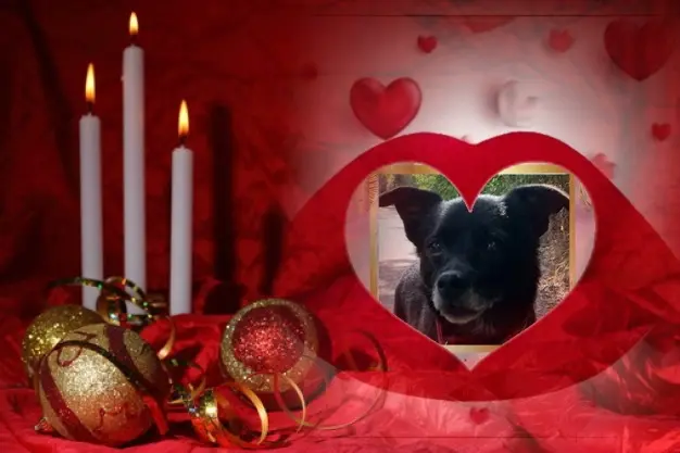 Condolence image of 3.Advent❤️❤️❤️