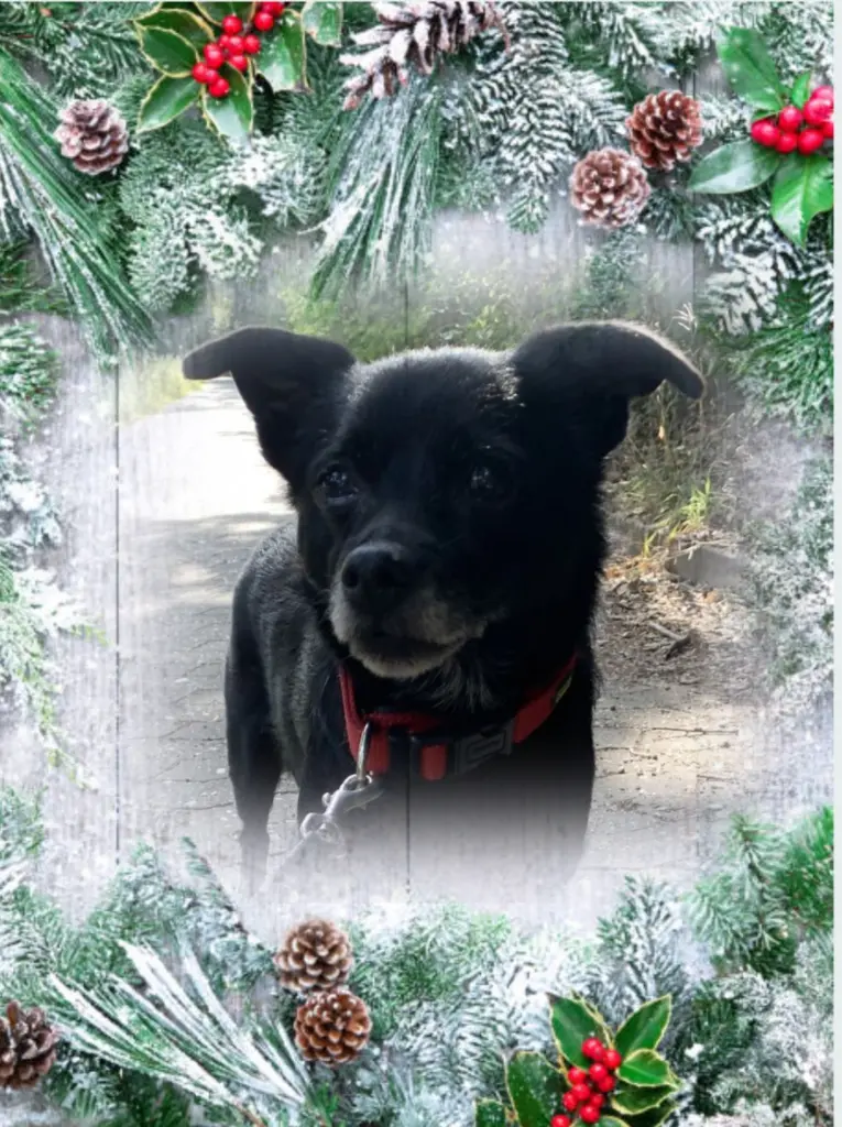 Condolence image of ❤️Weihnachten❤️
