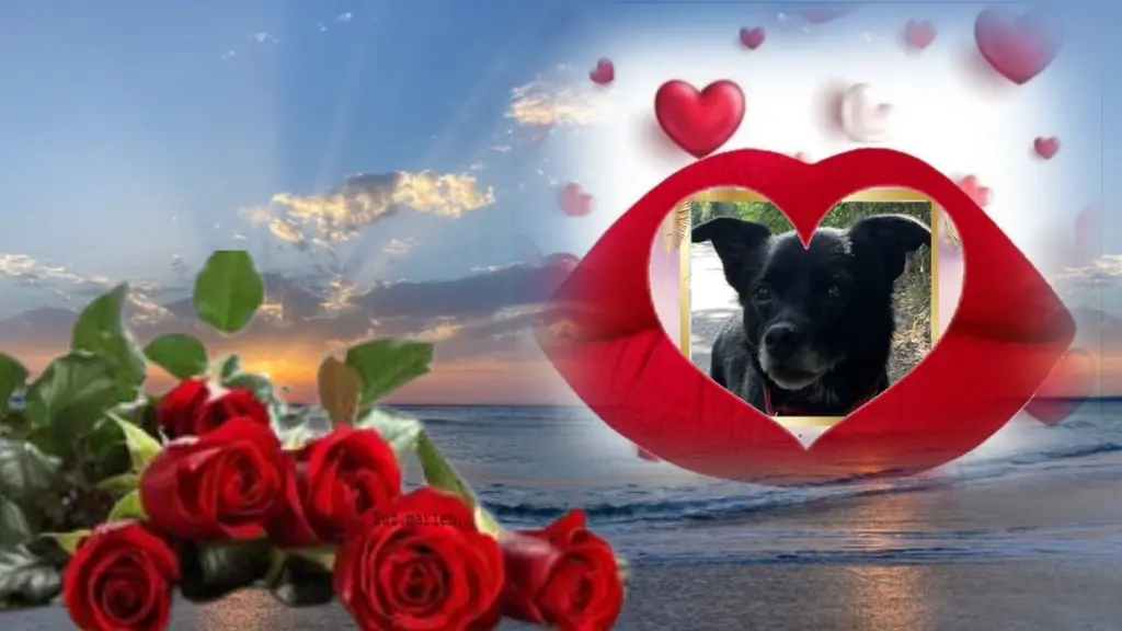 Condolence image of ❤️❤️❤️❤️❤️❤️❤️❤️❤️❤️❤️❤️