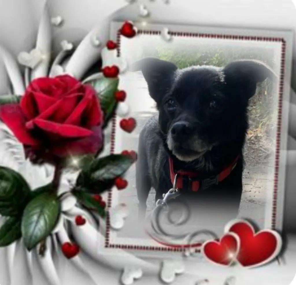 Condolence image of Ewa & Krzysztof mit Jacki tief im Herzen❤️