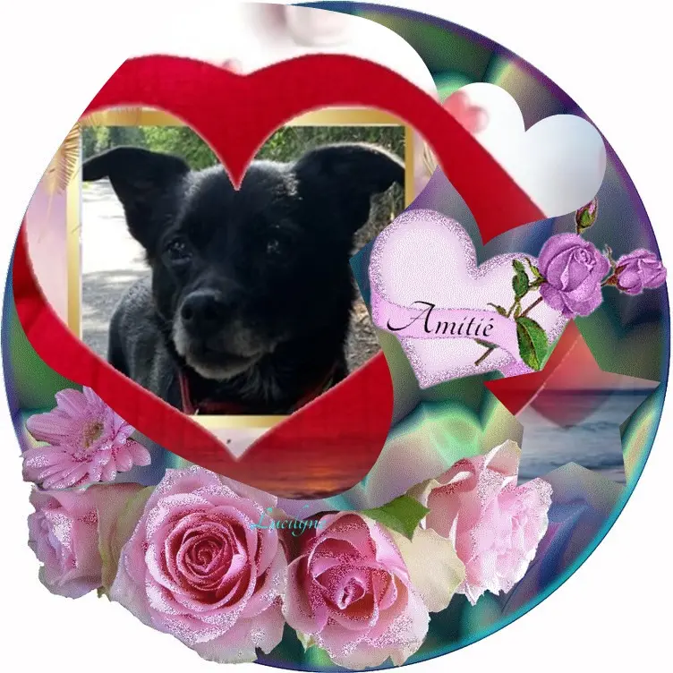 Condolence image of Dobrej Nocki❤️❤️❤️Kochany❤️❤️❤️❤️❤️❤️Misiu❤️⭐️