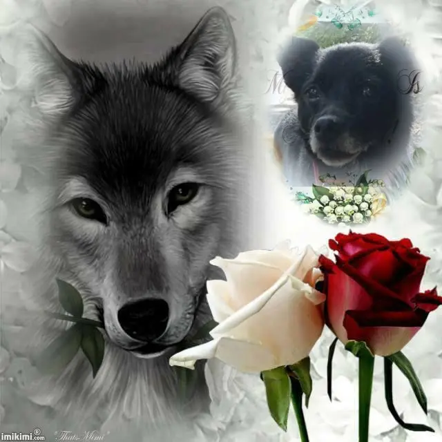 Condolence image of Niedzielne❤️Różyczki❤️❤️❤️dla Misia❤️